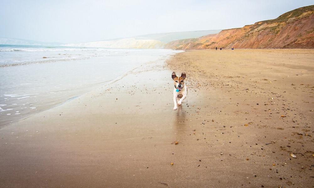 Can Dogs Go on Bournemouth Beach