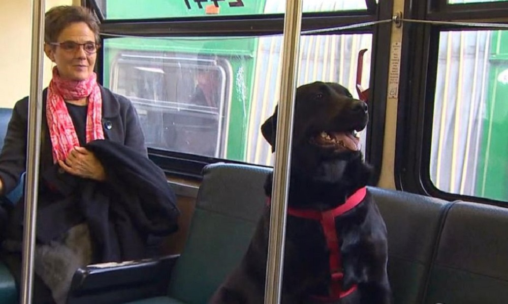 Can Dogs Go on Buses