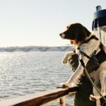 Can Dogs Go on Cruises
