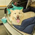 Can Dogs Go on the Eurotunnel