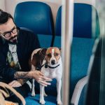 Can Dogs Go on Trains