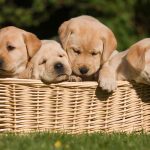 Can Dogs Go Out After First Injection
