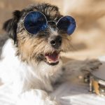 Can Dogs Go to Glastonbury Festival