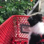 Can Unvaccinated Puppies Be around Vaccinated Dogs