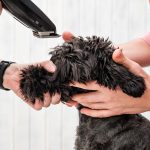 Best Dog Clippers for Australian Shepherd