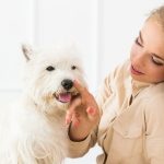 Can You Use Betadine on Dogs Ears