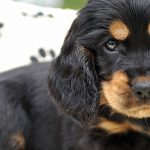 Can You Use Otex on Dogs