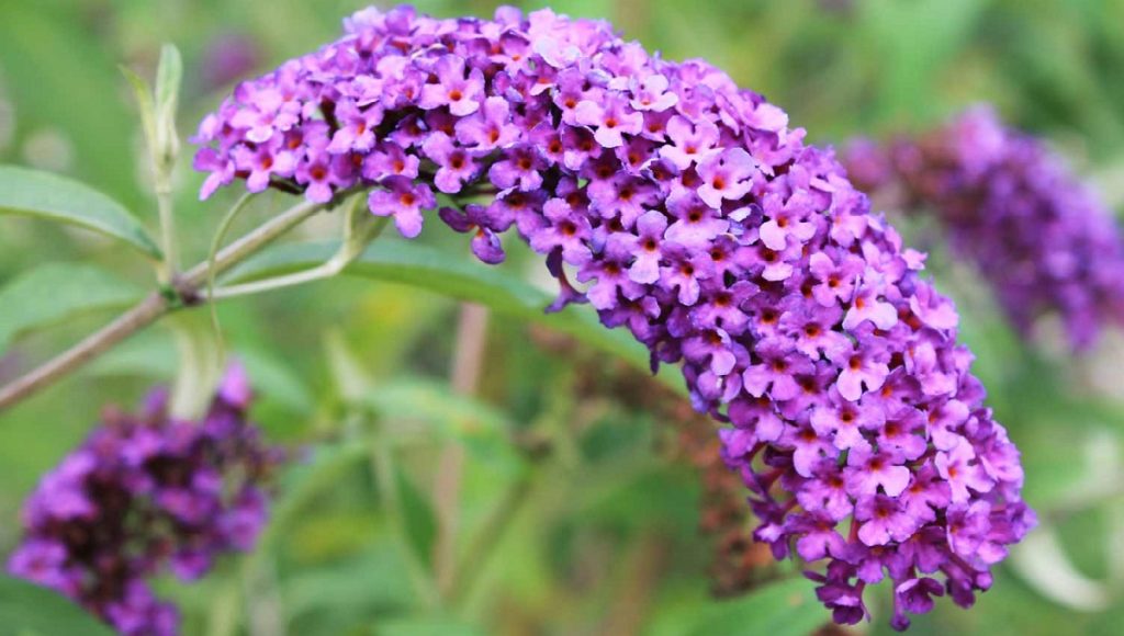 Is Buddleia Poisonous to Dogs