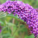 Is Buddleia Poisonous to Dogs