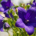 Is Campanula Poisonous to Dogs