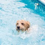 Is Chlorine Bad for Dogs