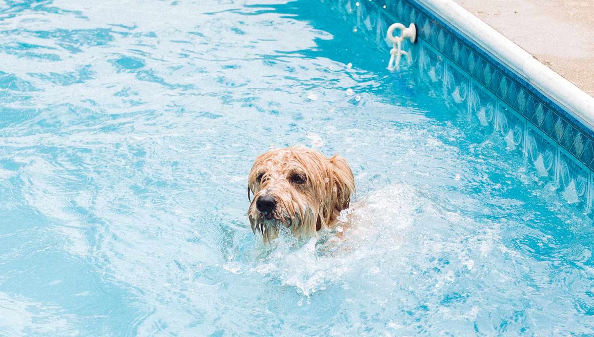 Is Chlorine Bad for Dogs? Pet Help Reviews UK