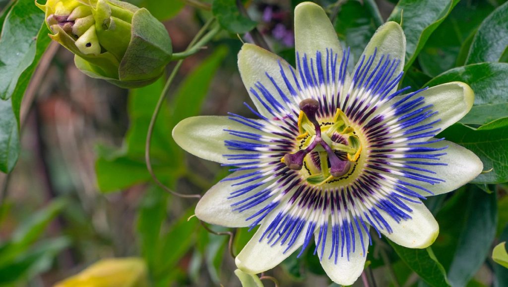 Is Passion Flower Poisonous to Dogs