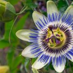 Is Passion Flower Poisonous to Dogs