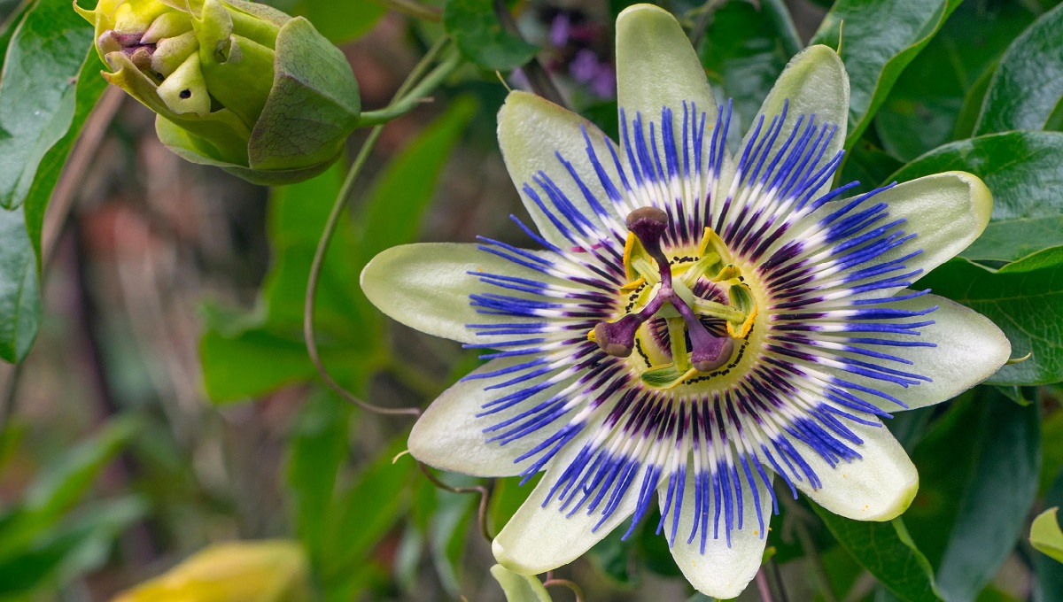 Is Passion Flower Poisonous to Dogs? Pet Help Reviews UK