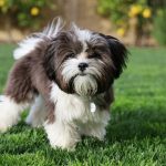 Is Roundup Safe for Dogs