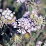 Is Verbena Poisonous to Dogs