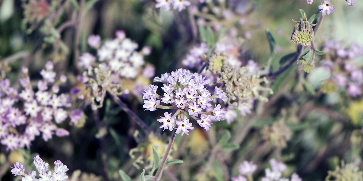 Is Verbena Poisonous to Dogs? Pet Help Reviews UK