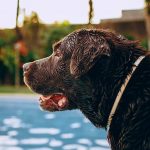 Can a Dog Survive Lymphoma