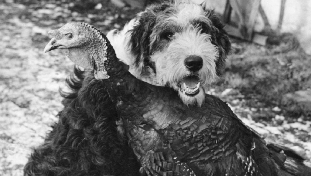 Can Avian Flu Spread to Dogs