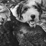 Can Avian Flu Spread to Dogs