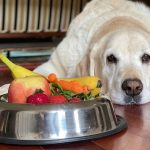 Can Bananas Cause Diarrhea in Dogs