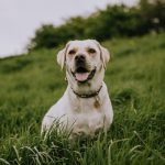 Can Bird Poop Make Dogs Sick