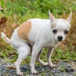 Pet Help Reviews UK Can Bone Broth Cause Diarrhea in Dogs