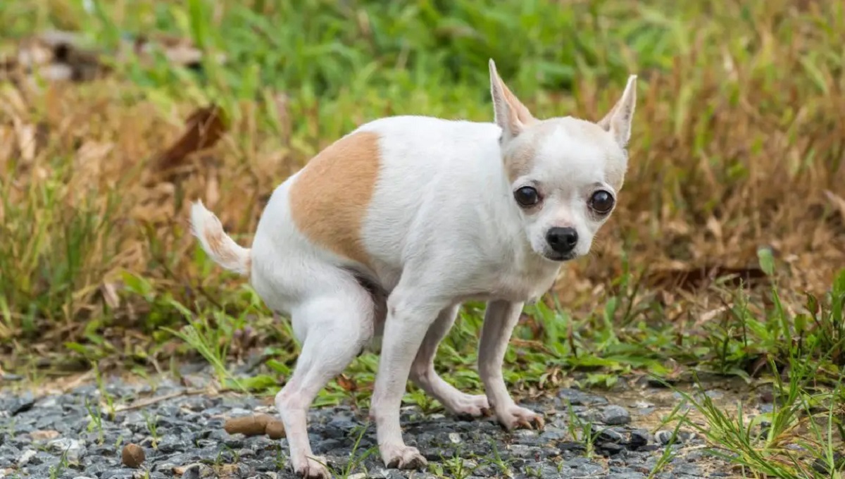 Can Bone Broth Cause Diarrhea in Dogs? Pet Help Reviews UK