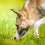 Can Cadaver Dogs Smell Through Concrete