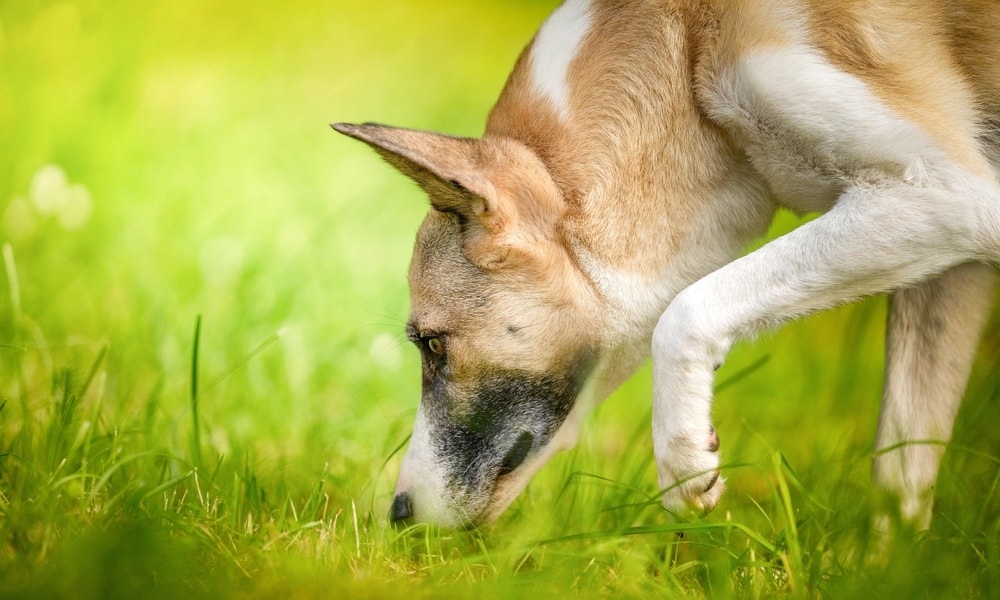 Can Cadaver Dogs Smell Through Concrete