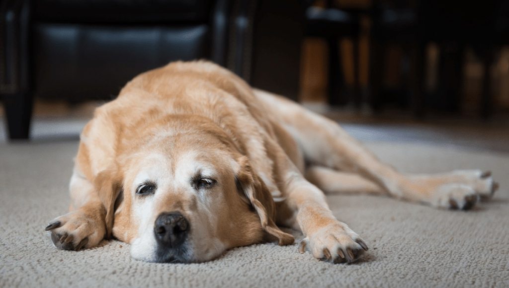 Can Carprofen Cause Diarrhea in Dogs