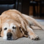 Can Carprofen Cause Diarrhea in Dogs