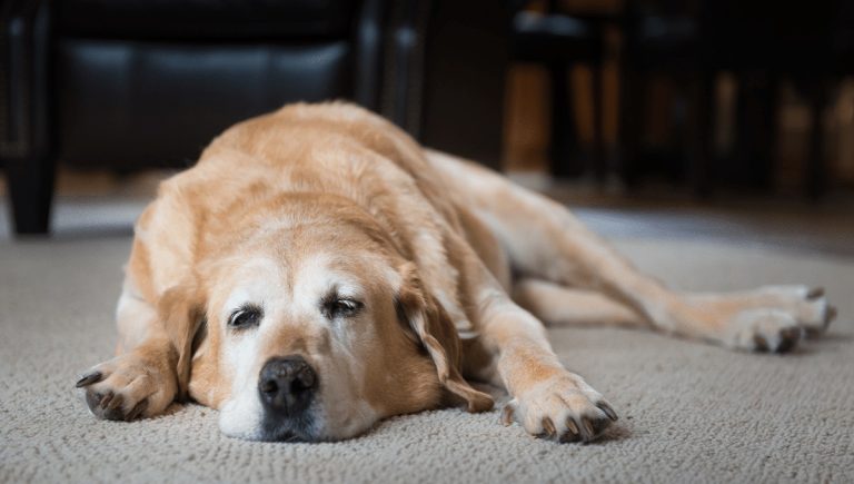 can dogs have gabapentin and carprofen together