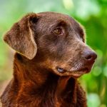 Can Cerenia Cause Constipation in Dogs