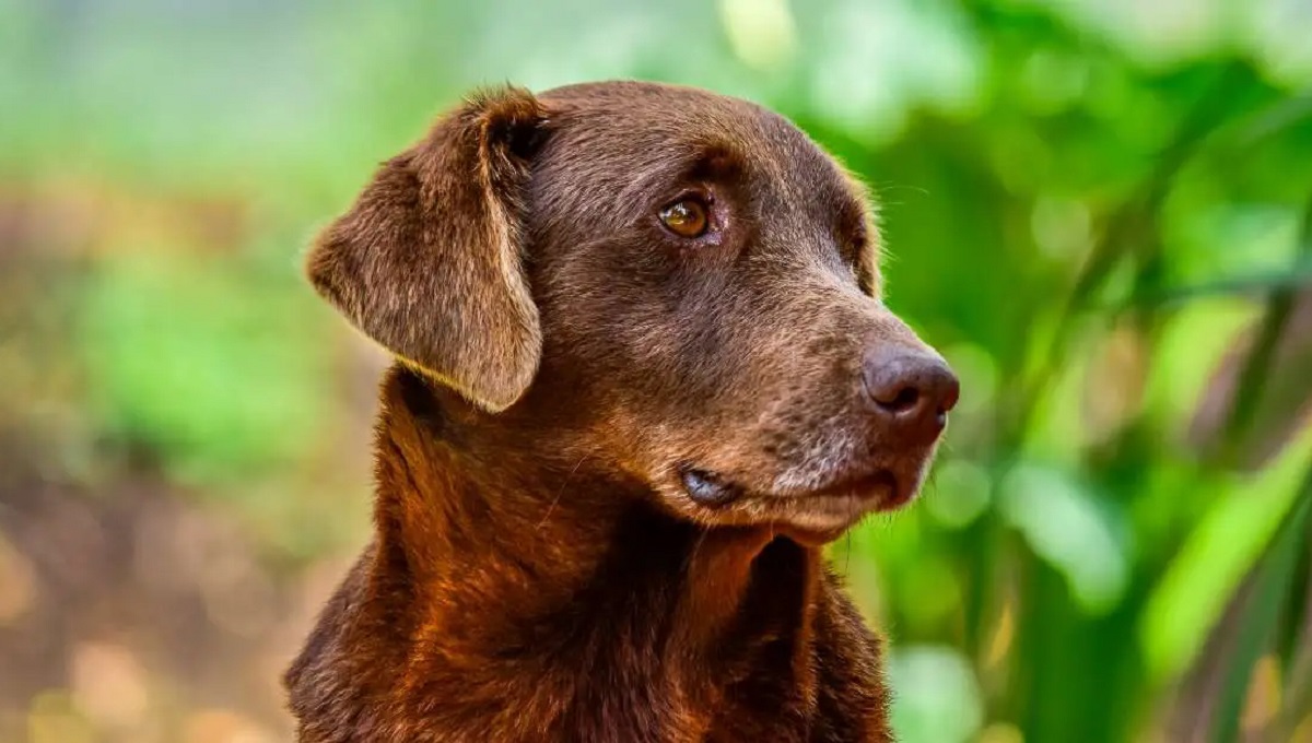 Can Cerenia Cause Constipation in Dogs? Pet Help Reviews UK