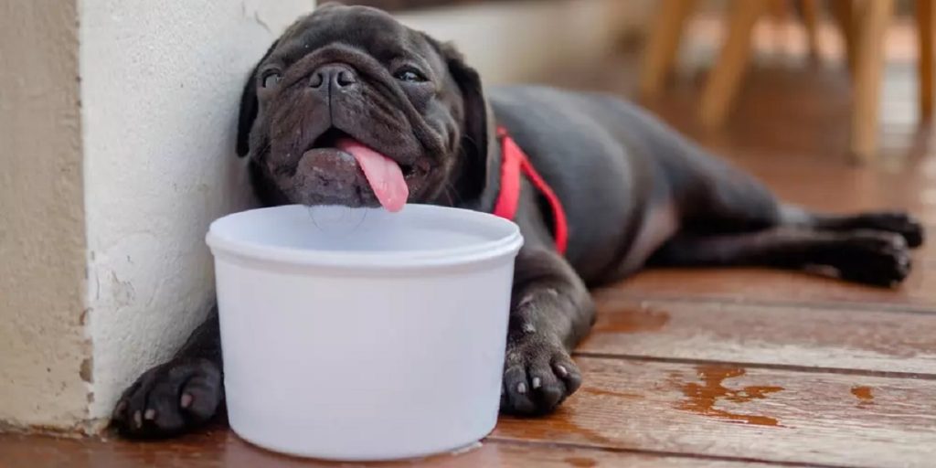 Can Dehydration Cause Seizures in Dogs
