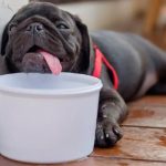 Can Dehydration Cause Seizures in Dogs
