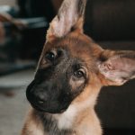 Can Worm Tablets Cause Diarrhea in Dogs