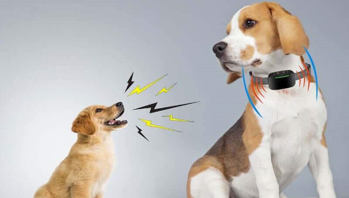 10 Best Bark Collars UK [Updated 2024] Pet Help Reviews UK