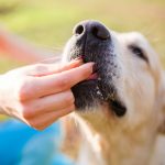 Best Chicken Jerky for Dogs