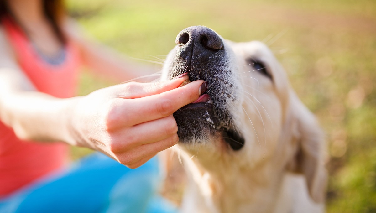 Best Chicken Jerky for Dogs UK 2024 Pet Help Reviews UK