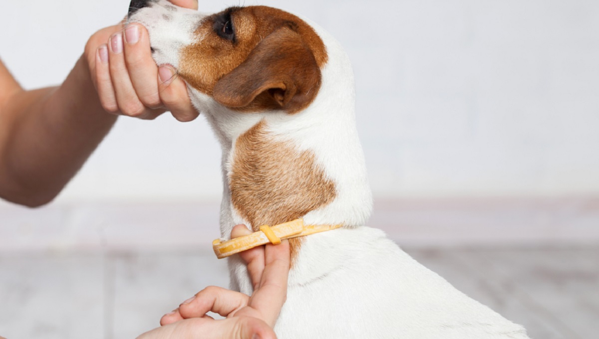 10 Best Dog Flea Collars UK [Updated 2024] Pet Help Reviews UK