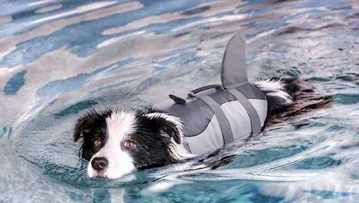 5 Best Dog Life Vests UK [Updated 2024] Pet Help Reviews UK