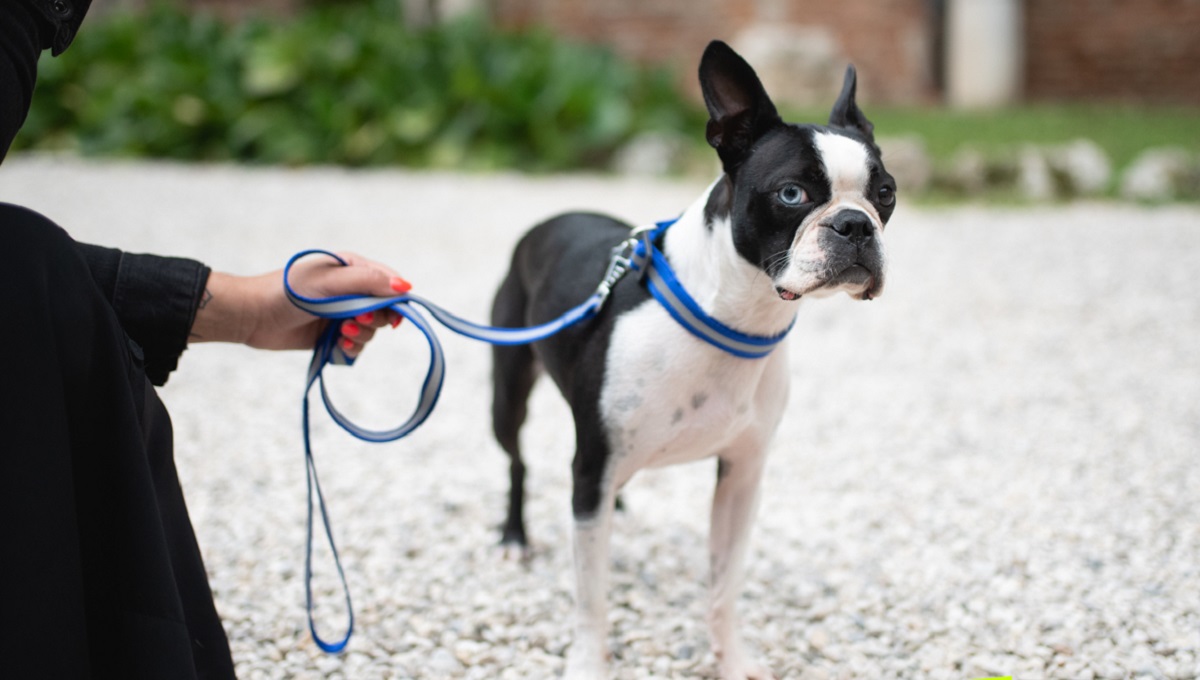 10 Best Dog Shock Collars UK 2024 Pet Help Reviews UK