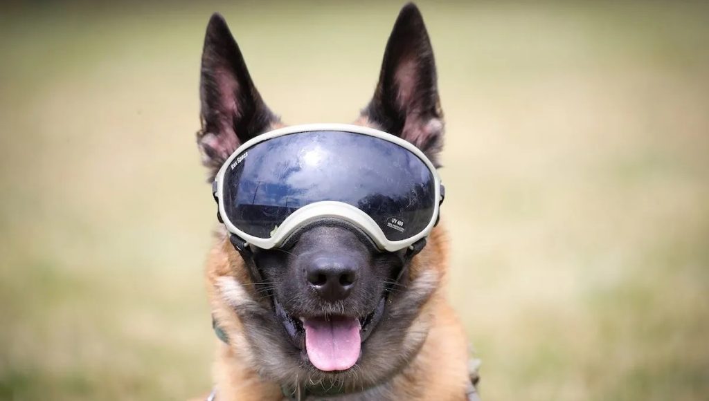 Best Dog Sunglasses