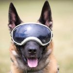 Best Dog Sunglasses