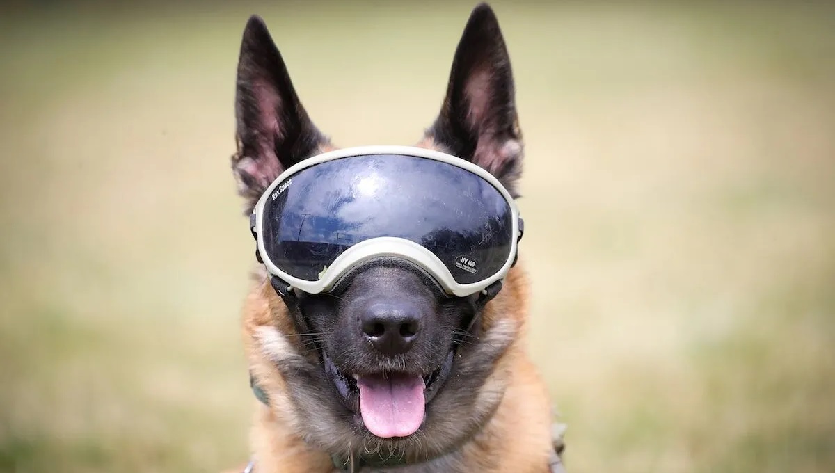 The 5 Best Dog Sunglasses UK of 2024 Pet Help Reviews UK