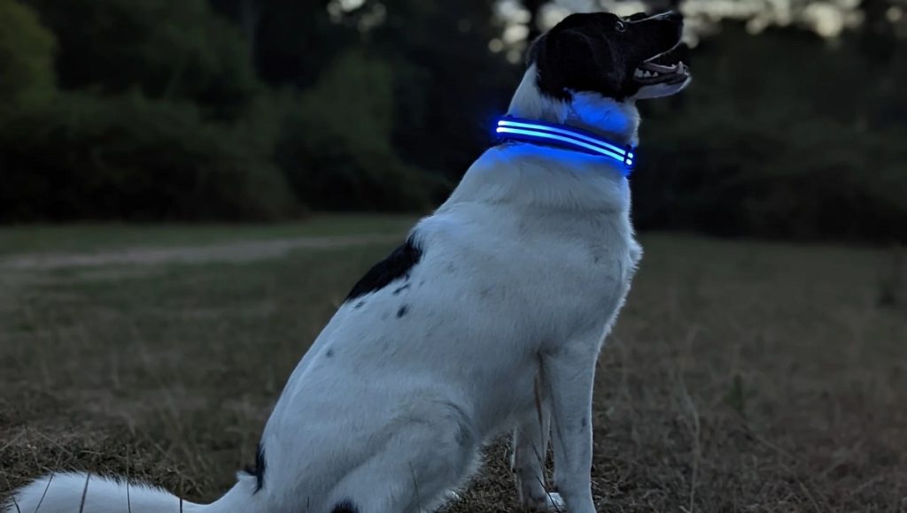 Best LED Dog Collars