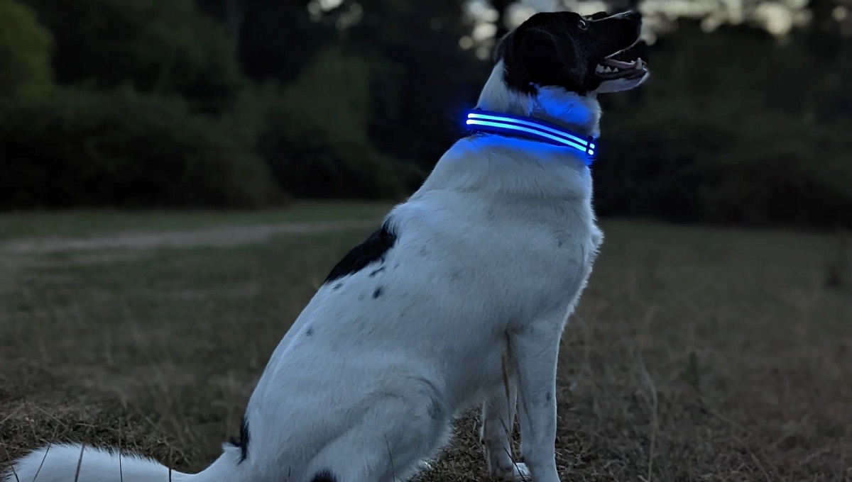 10 Best LED Dog Collars UK 2024 Pet Help Reviews UK